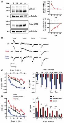 Developmental Regulation of KCC2 Phosphorylation Has Long-Term Impacts on Cognitive Function